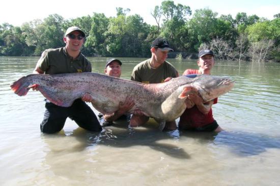 pó horgásztúra, harcsa